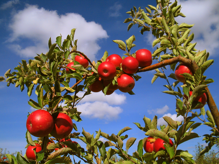 [appletree.jpg]