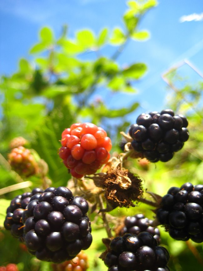 [berry2.jpg]
