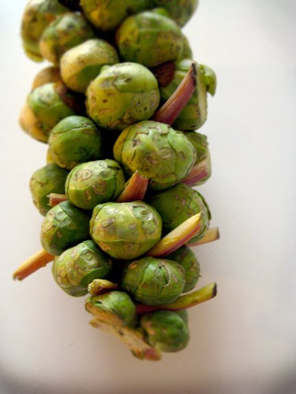 [brusselsprout1.jpg]