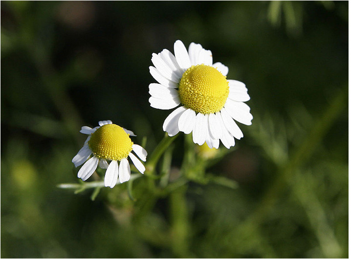 [c-flowers.jpg]
