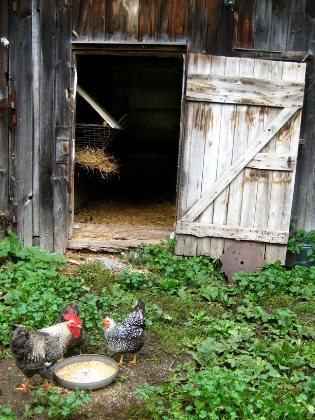 [chickens.jpg]