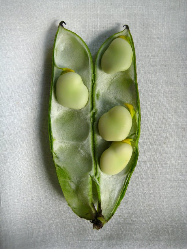 [fava.jpg]