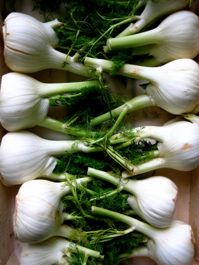 [fennel2.jpg]