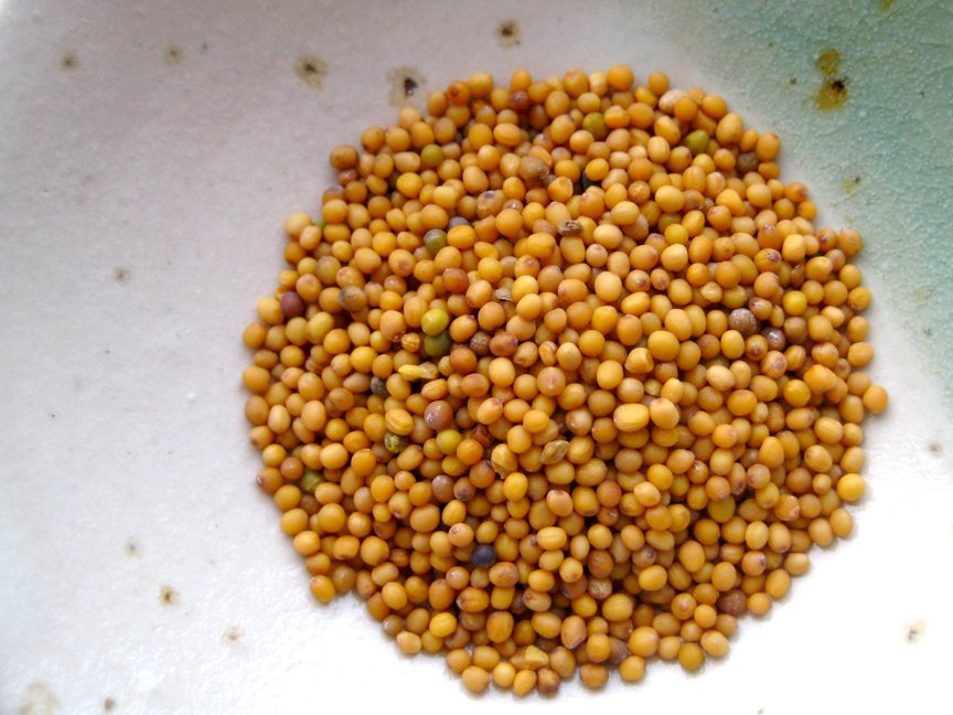 [mustard2.jpg]