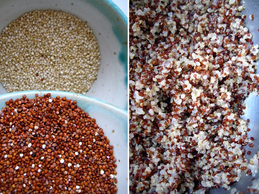 [quinoa5.jpg]