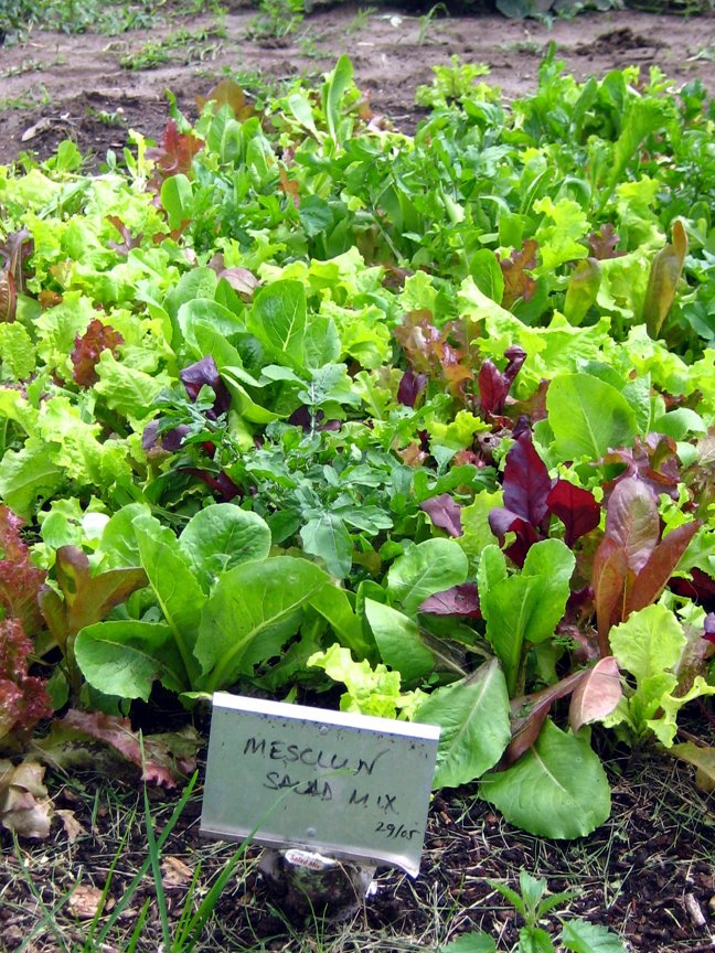 [saladmix.jpg]