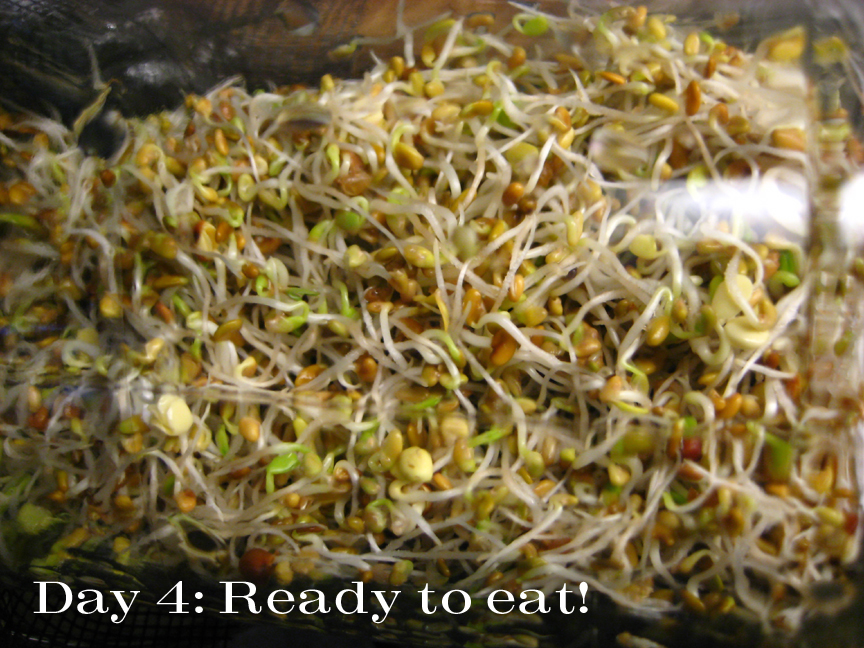 [sprout5.jpg]