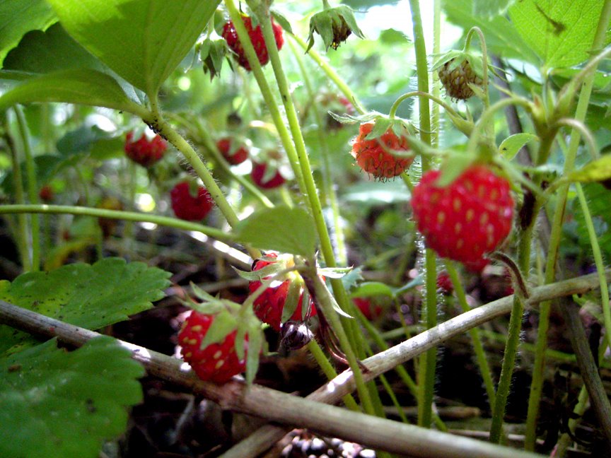 [strawberries3.jpg]